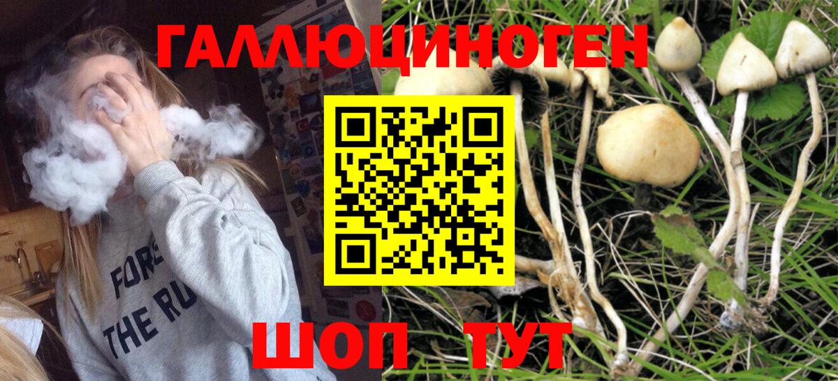 Галлюциногенные грибы Psilocybe Гулькевичи